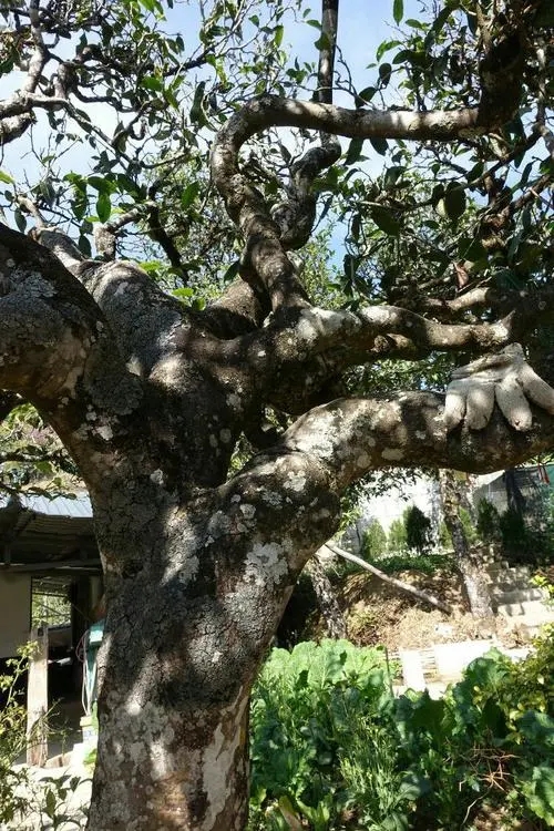 2021年冰島秋茶為何也受喜愛(ài)？