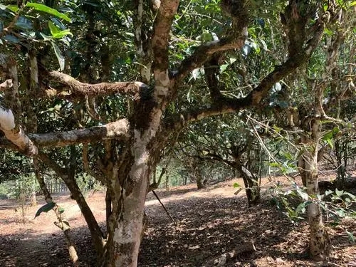 2021年磨烈古樹(shù)秋茶特點(diǎn)？