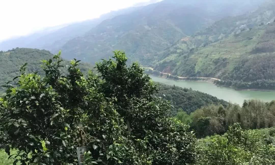 2021年單論茶氣，冰島也不如它-磨烈古樹秋