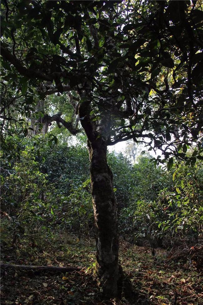 2021年大戶賽古樹秋茶特點？