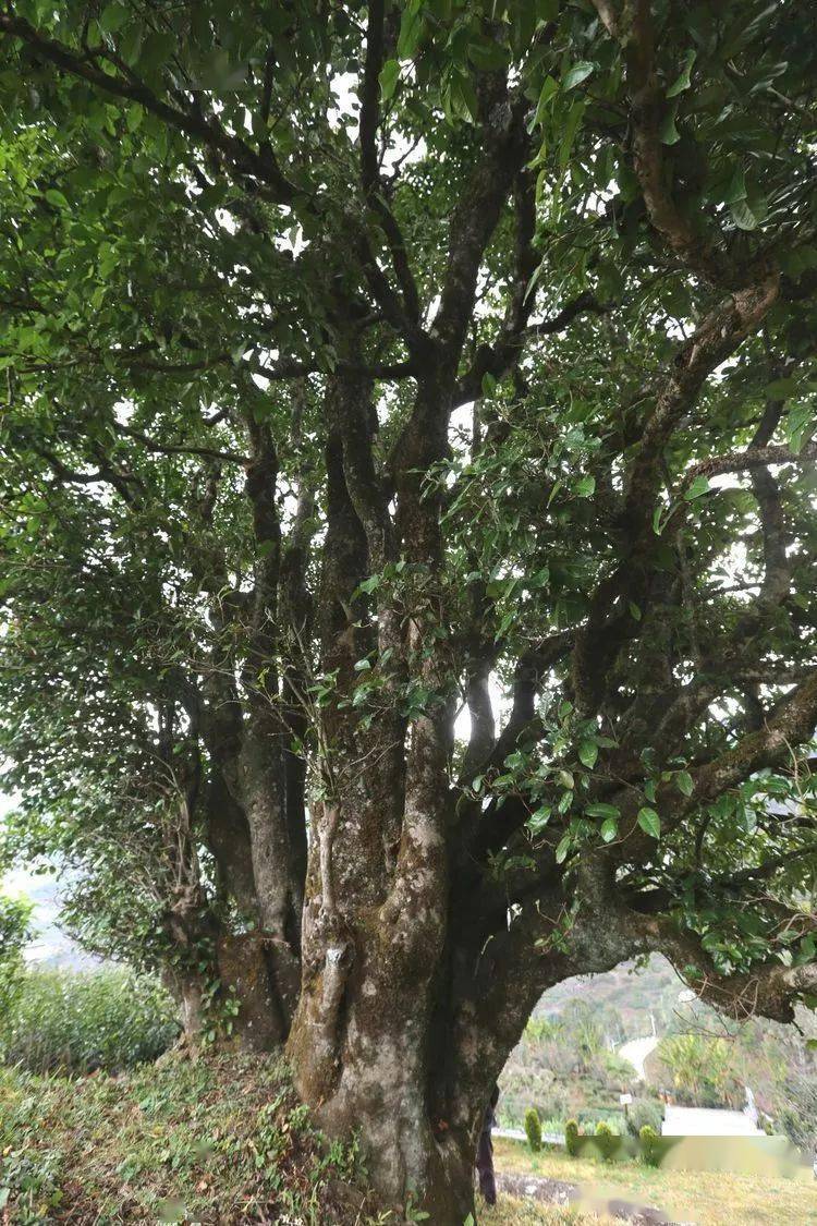 2021臨滄大戶賽秋茶因何被稱為潛力股？