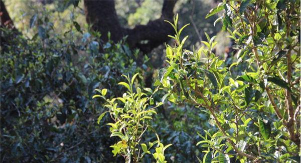2021大雪山古樹秋茶香甜順滑！