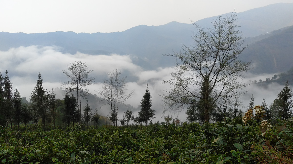 2021年大雪山古樹秋茶價(jià)格是多少？