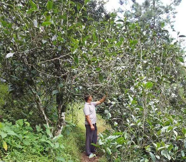 2021壩糯古樹秋茶藤條茶！不是樹種，而是這樣形成的！