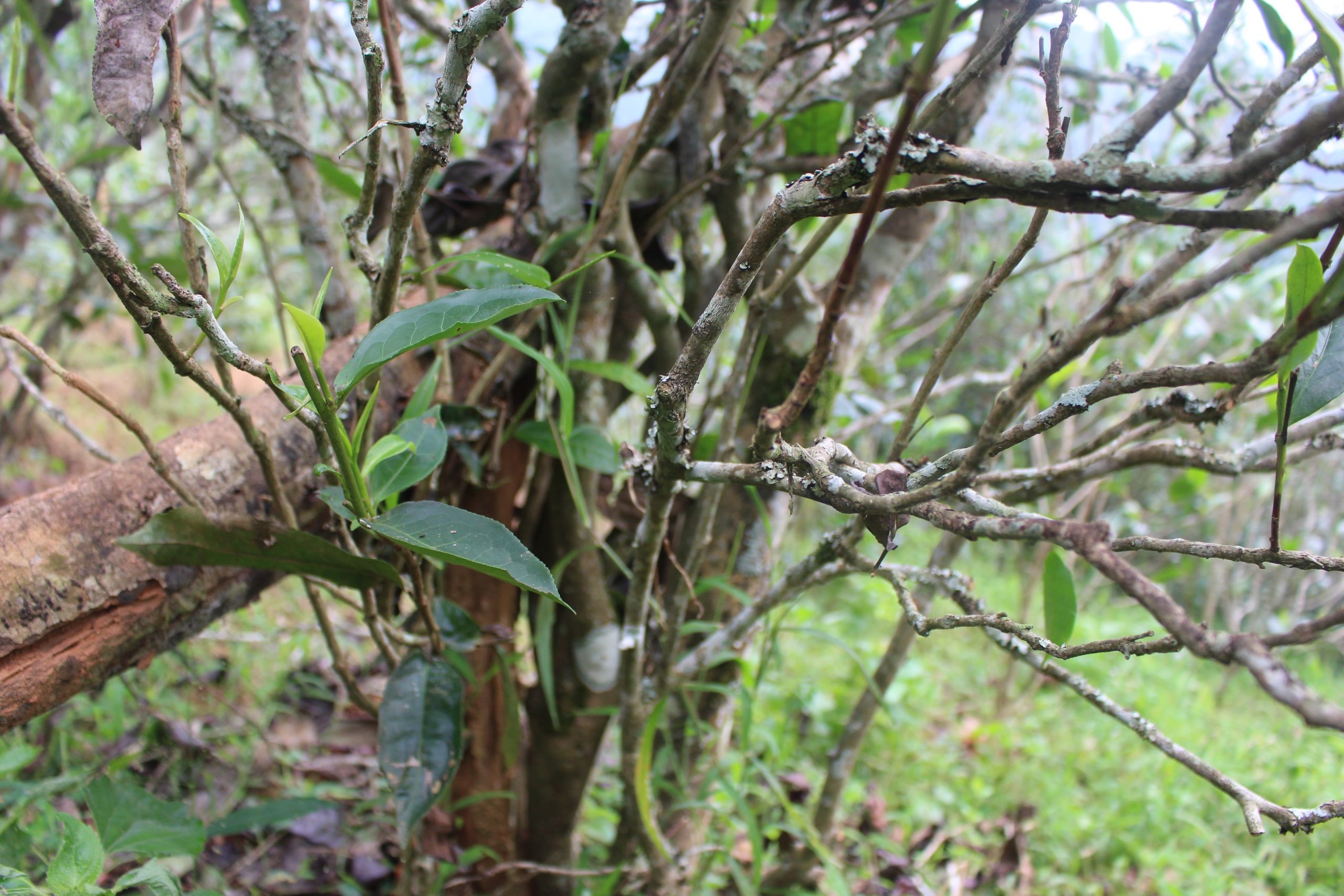 2021年壩糯古樹秋茶價格多少？