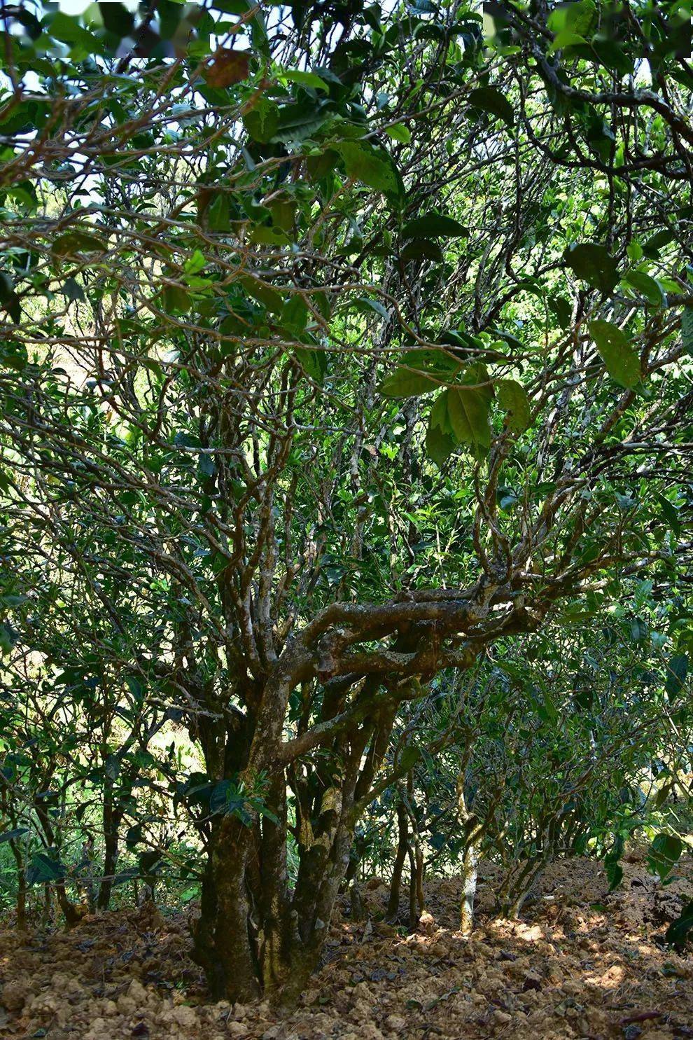 2021年正氣塘古樹秋茶口感是什么？