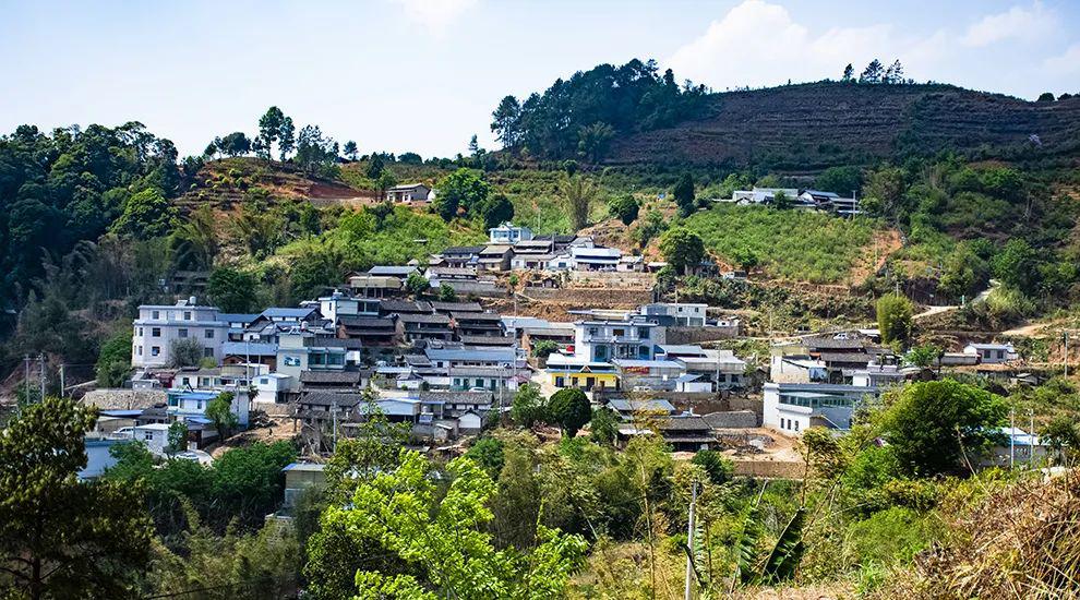 2021年正氣塘古樹秋茶為何號稱小冰島？