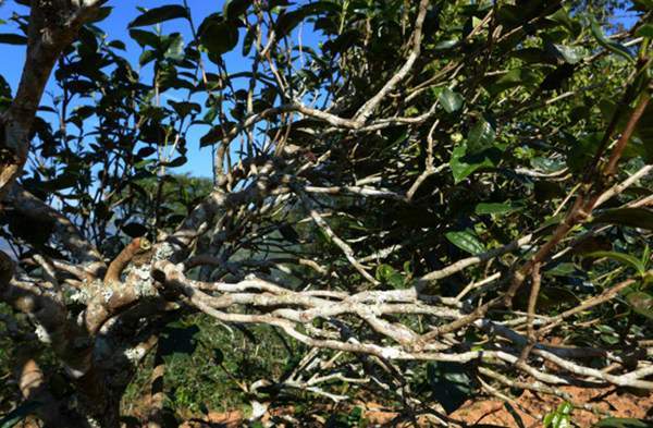 2021年正氣塘古樹秋茶花蜜香氣盈盈，冰糖甜韻深邃！