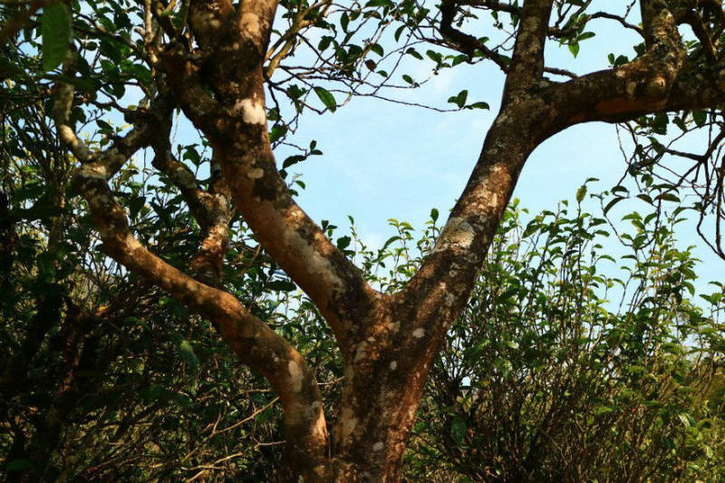 2021年冰島南迫古樹秋茶口感？