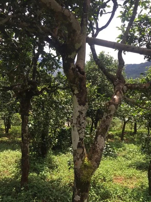 2021年冰島地界古樹秋茶口感？