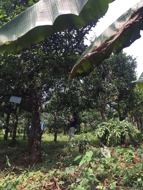 2021年冰島地界古樹秋茶特征詳解！