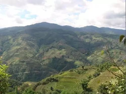 2021年冰島壩歪古樹秋茶特點？