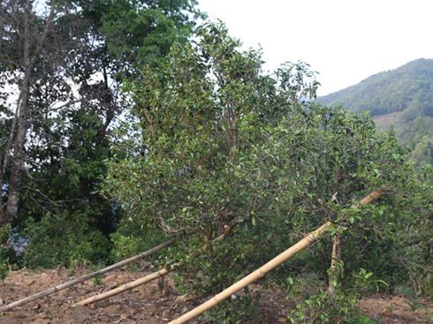 2021年冰島壩歪古樹秋茶茶園詳解！