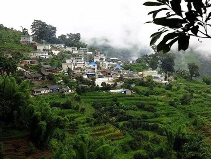 2021年冰島壩歪古樹(shù)秋茶口感？