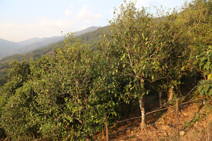 2021冰島壩歪古樹秋茶口感最接近冰島老寨！