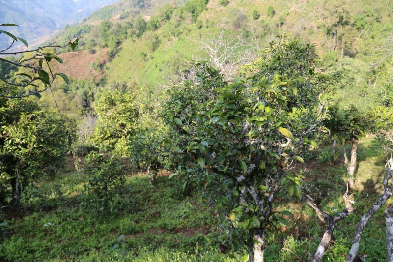 2021年冰島壩歪古樹秋茶，飲盡蘭花香，舒心又暢懷