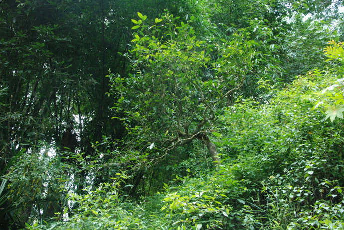 2021年冰島糯伍古樹秋茶| 甜出新高度，融在心底間~