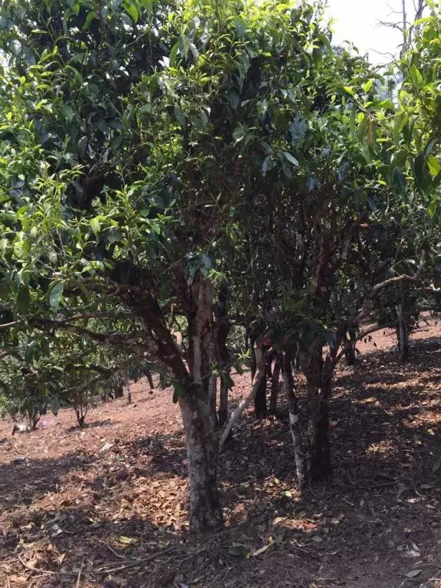 2021年冰島糯伍古樹秋茶特點(diǎn)？