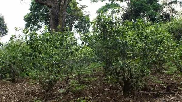 2021年冰島糯伍古樹秋茶多少錢一公斤？