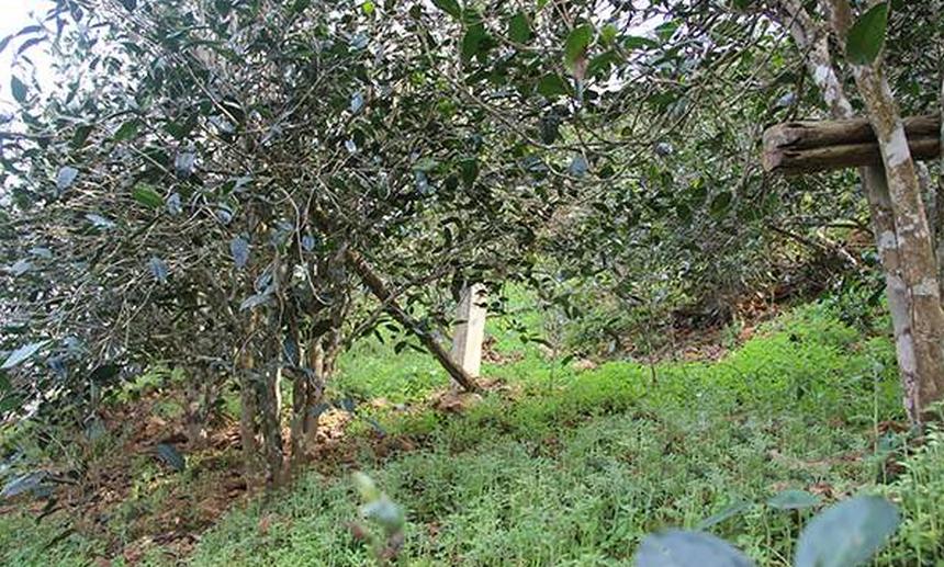 2021年昔歸古樹(shù)秋茶口感是什么？