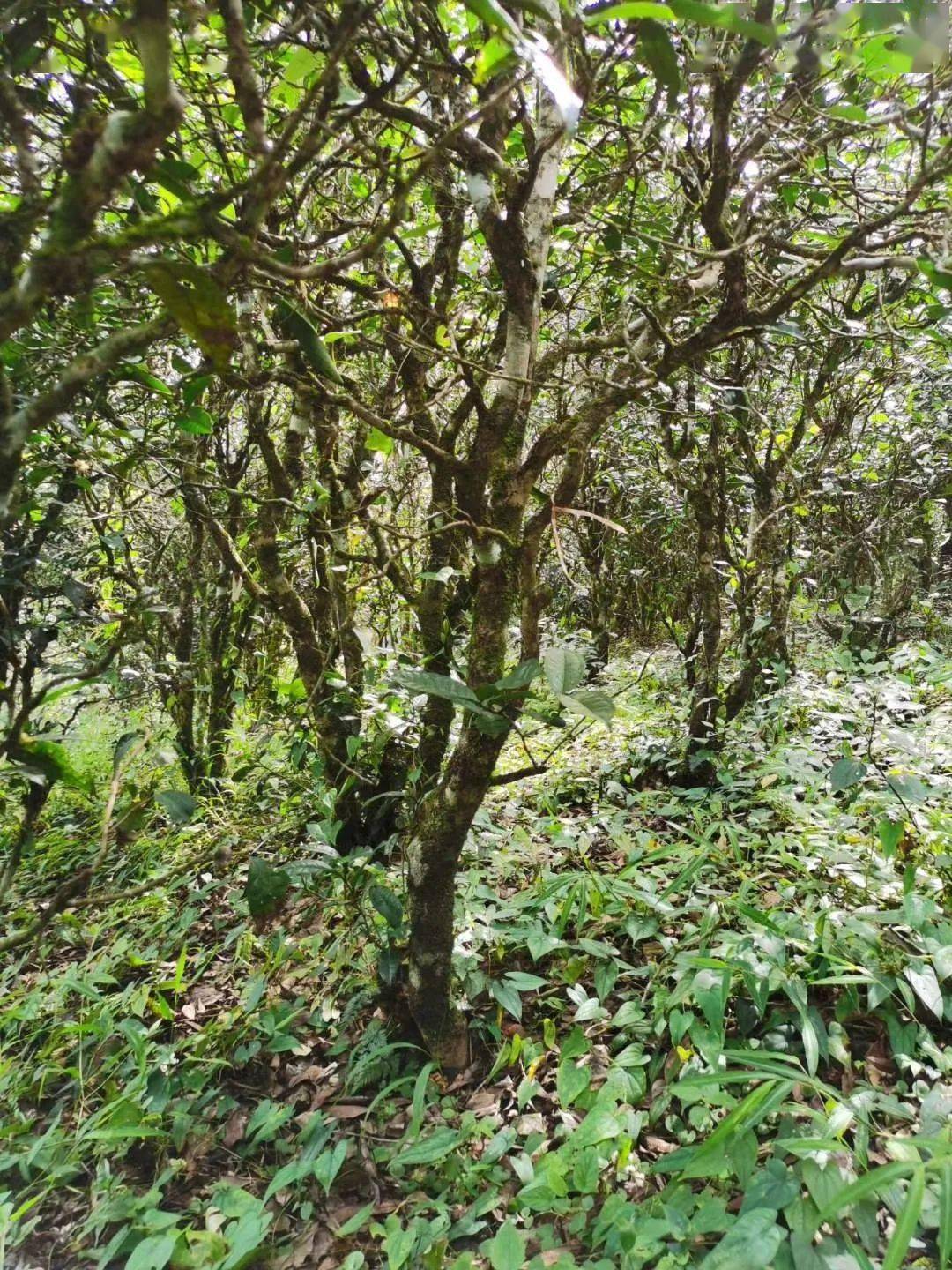 2021年昔歸古樹秋茶價(jià)格多少錢？