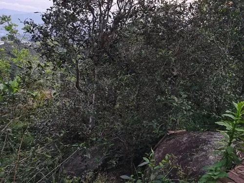 2021年那罕古樹秋茶價格是多少？