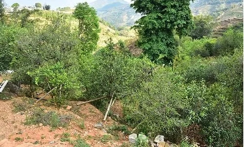 2021那罕古樹秋茶為何被稱為小昔歸？