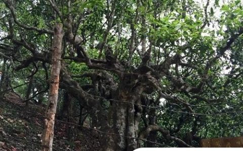 2021年忙肺古樹(shù)秋茶臨滄四大名茶之一！