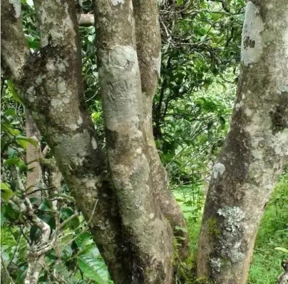 2021年忙肺古樹秋茶多少一公斤？