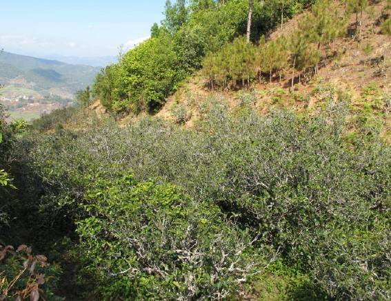 2021年梅子箐古樹秋茶特點(diǎn)是什么？