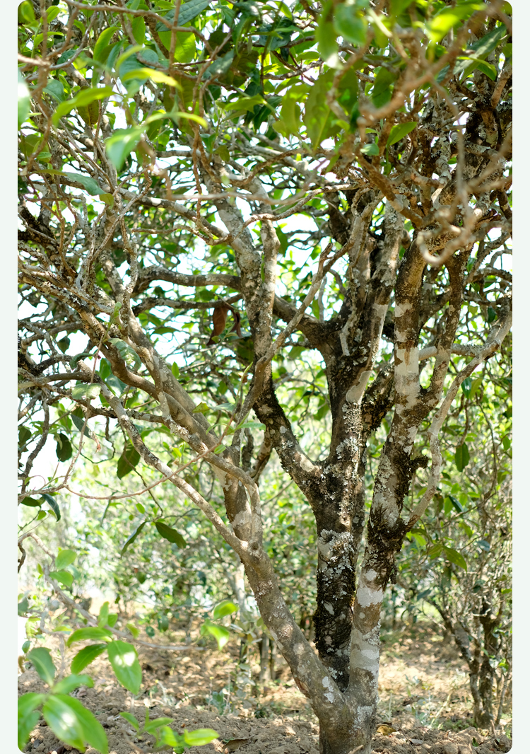 2021梅子箐古樹秋茶甜如冰島、香似昔歸:人間三月,怎么少得了梅子箐?