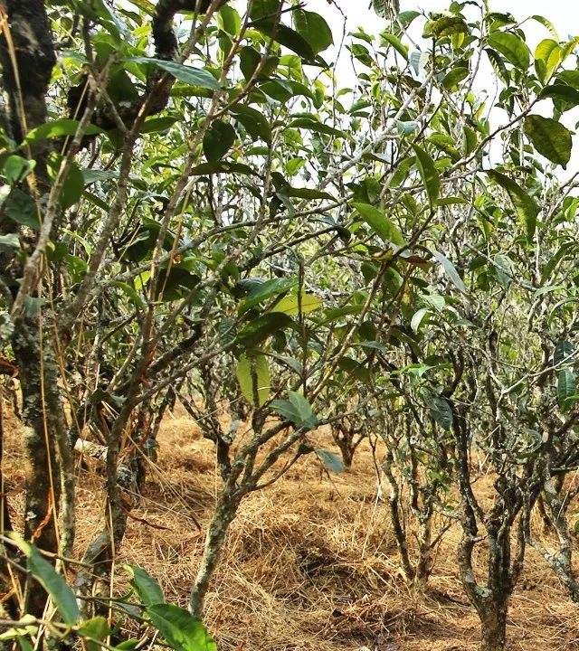 2021年巖子頭古樹秋茶口感是什么？