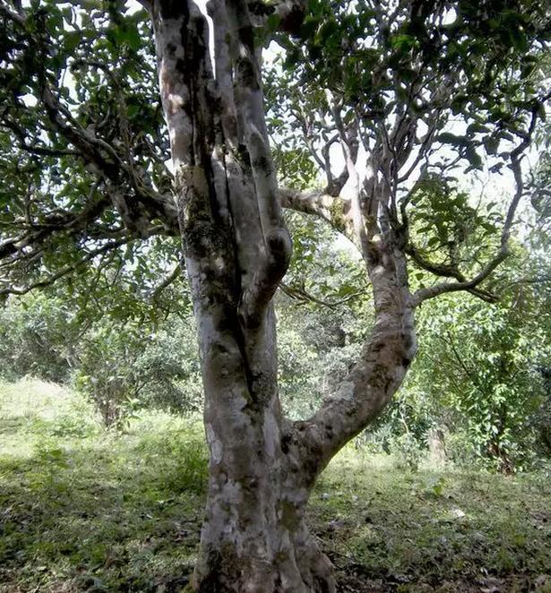 2021年巖子頭古樹秋茶，亂石出好茶！