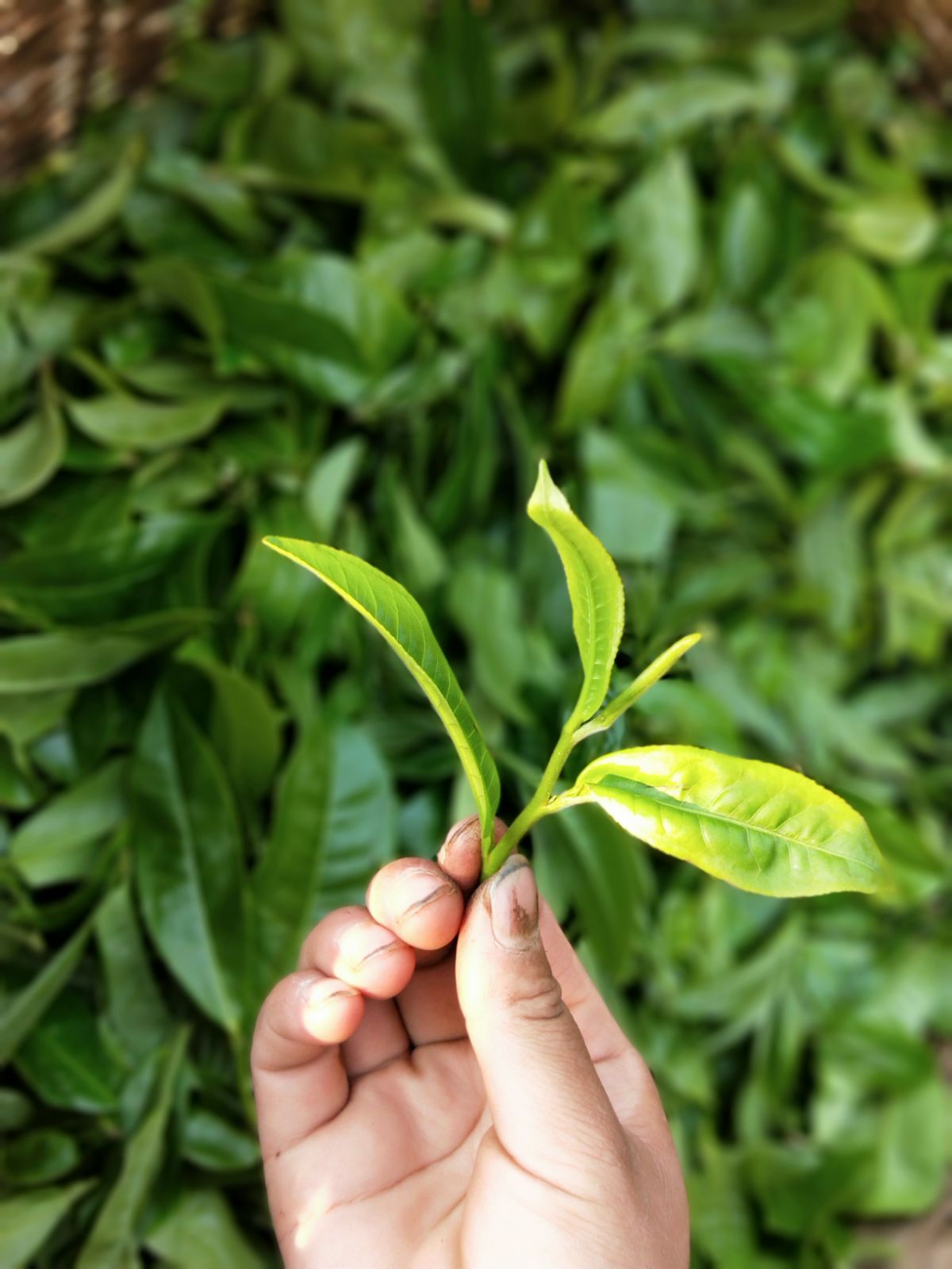 2021年馬鞍山古樹(shù)秋茶特點(diǎn)是什么？