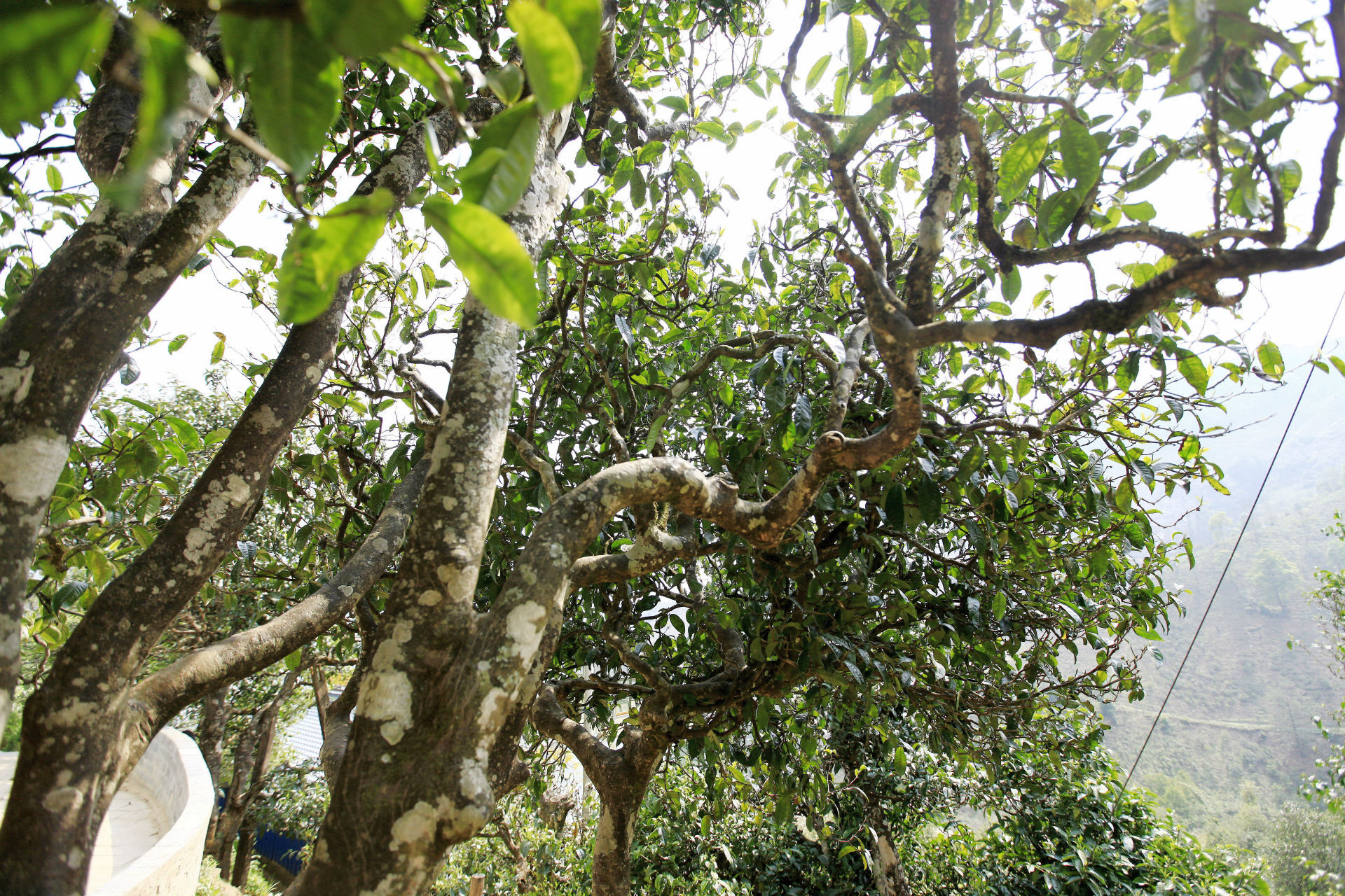 2021年馬鞍山古樹秋茶價(jià)值如何？