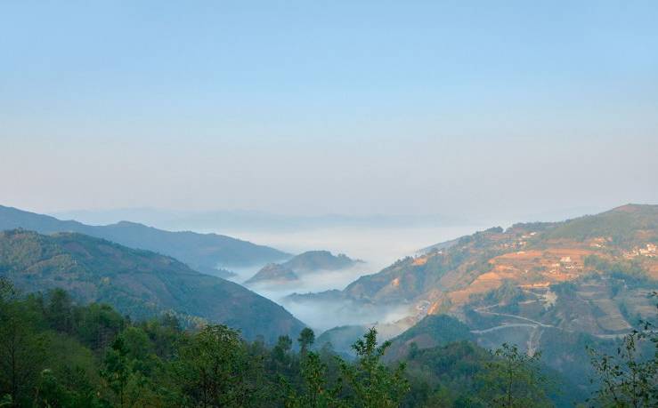 2021年白鶯山古樹(shù)秋茶白鶯聚居之地，普洱茶樹(shù)的天堂