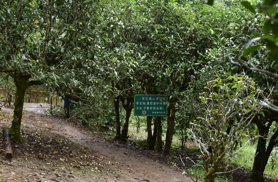 2021年老班章古樹(shù)秋茶價(jià)格？