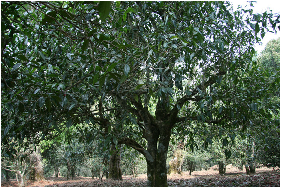 2021年老班章古樹秋茶多少錢一公斤？