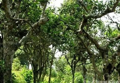 2021年新班章古樹秋茶特點(diǎn)?