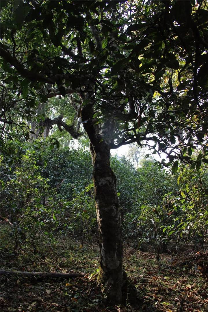 2021年老曼峨古樹秋茶口感是什么？