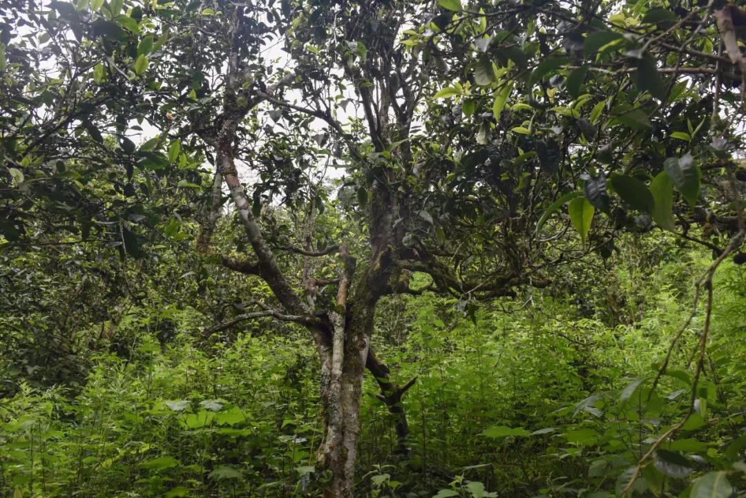 2021年班章茶區(qū)壩卡囡古樹秋茶口感？