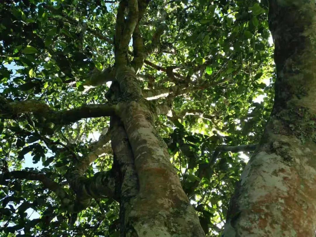 2021年班章茶區(qū)壩卡囡古樹秋茶特點？