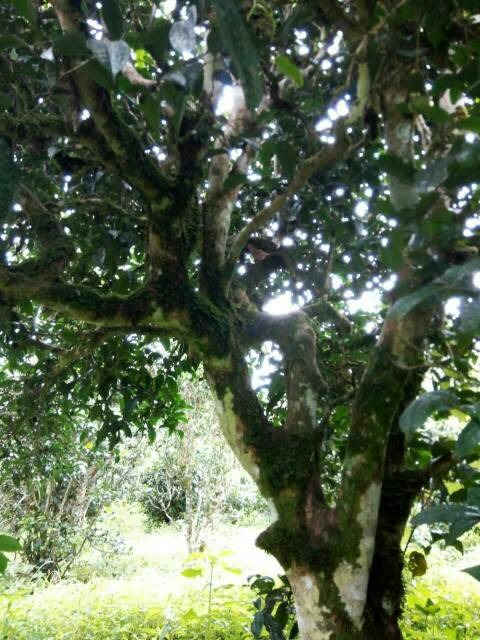 2021年班章茶區(qū)壩卡囡古樹秋茶多少錢一公斤？