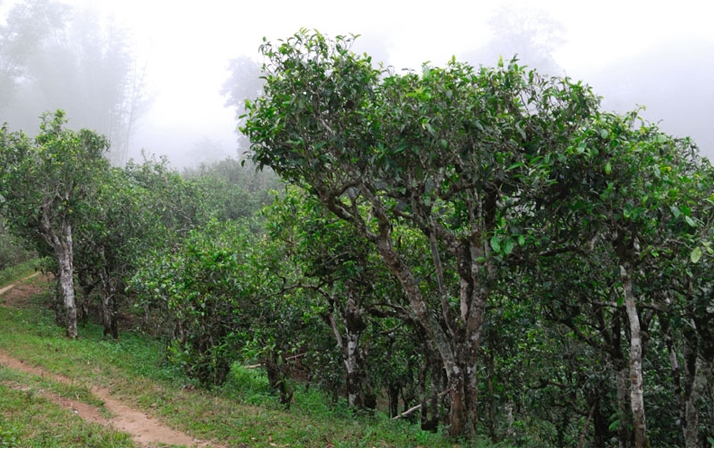 2021年班章茶區(qū)壩卡囡秋茶布朗茶系中的甜茶類！