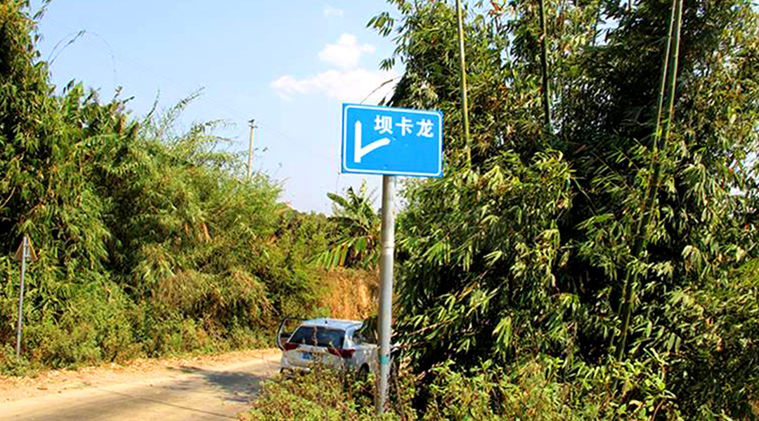 2021班章茶區(qū)壩卡竜古樹秋茶特點！