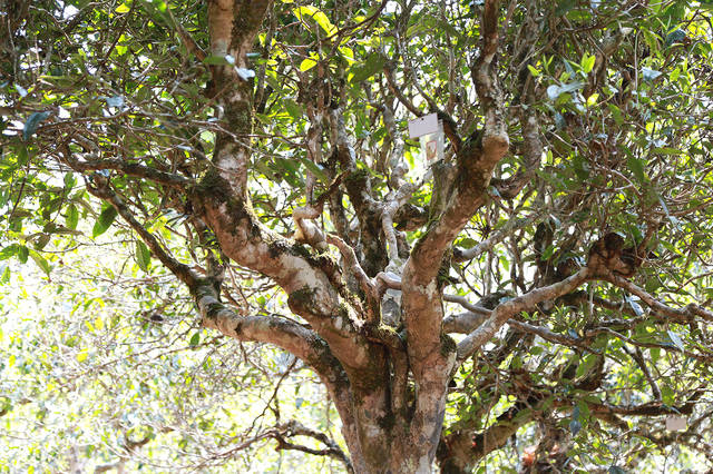 2021年布朗山班盆古樹秋茶口感？