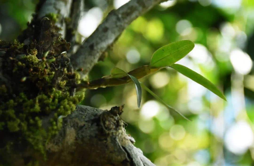 2021年賀開古樹秋茶多少錢一公斤？