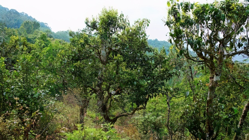 2021賀開古樹秋茶價格是多少？