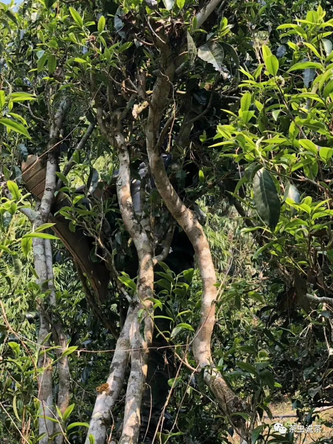 2021年廣別老寨古樹(shù)秋茶價(jià)格？
