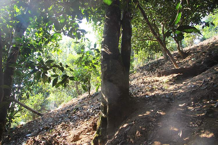 2021年廣別老寨古樹秋茶為何被稱為妖茶？